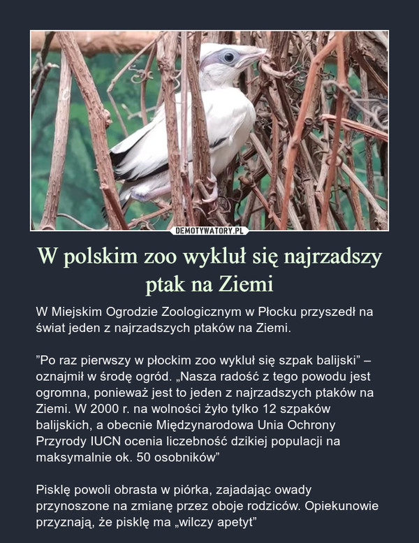 W polskim zoo wykluł się najrzadszy ptak na Ziemi