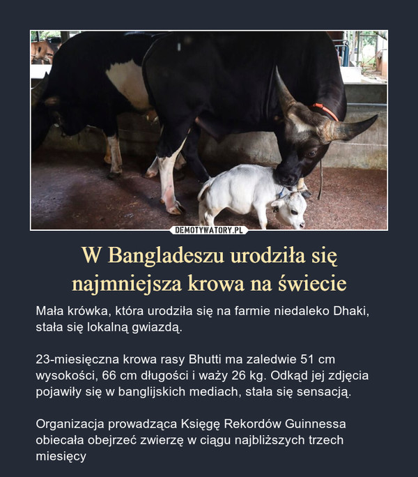 W Bangladeszu urodziła się
najmniejsza krowa na świecie