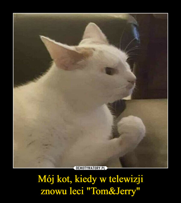 Mój kot, kiedy w telewizjiznowu leci "Tom&Jerry" –  