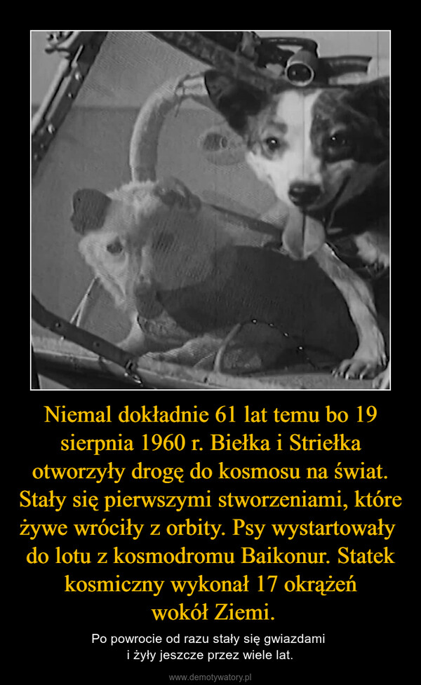 Niemal dokładnie 61 lat temu bo 19 sierpnia 1960 r. Biełka i Striełka otworzyły drogę do kosmosu na świat. Stały się pierwszymi stworzeniami, które żywe wróciły z orbity. Psy wystartowały  do lotu z kosmodromu Baikonur. Statek kosmiczny wykonał 17 okrążeń wokół Ziemi. – Po powrocie od razu stały się gwiazdami i żyły jeszcze przez wiele lat. 