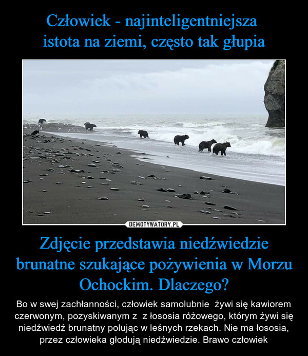 Człowiek - najinteligentniejsza 
istota na ziemi, często tak głupia Zdjęcie przedstawia niedźwiedzie brunatne szukające pożywienia w Morzu Ochockim. Dlaczego?