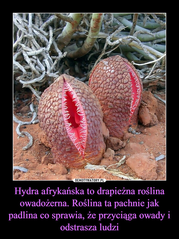 Hydra afrykańska to drapieżna roślina owadożerna. Roślina ta pachnie jak padlina co sprawia, że przyciąga owady i odstrasza ludzi