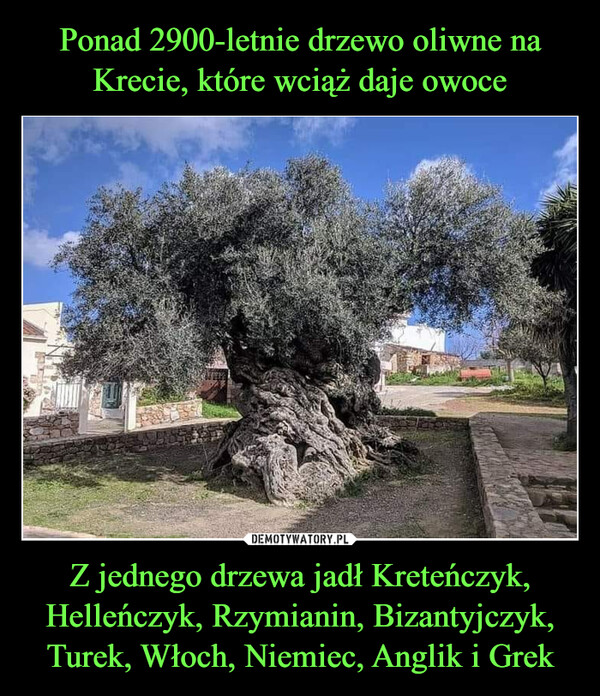 Z jednego drzewa jadł Kreteńczyk, Helleńczyk, Rzymianin, Bizantyjczyk, Turek, Włoch, Niemiec, Anglik i Grek –  