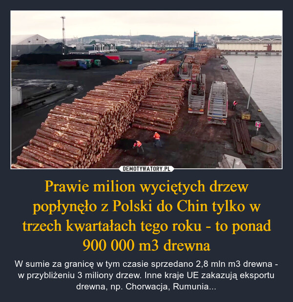 Prawie milion wyciętych drzew popłynęło z Polski do Chin tylko w trzech kwartałach tego roku - to ponad 900 000 m3 drewna