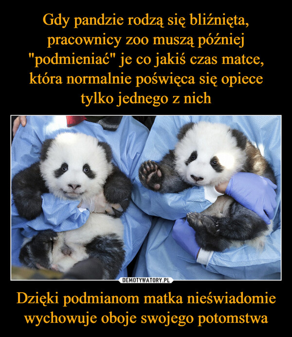 Gdy pandzie rodzą się bliźnięta, pracownicy zoo muszą później "podmieniać" je co jakiś czas matce, która normalnie poświęca się opiece tylko jednego z nich Dzięki podmianom matka nieświadomie wychowuje oboje swojego potomstwa