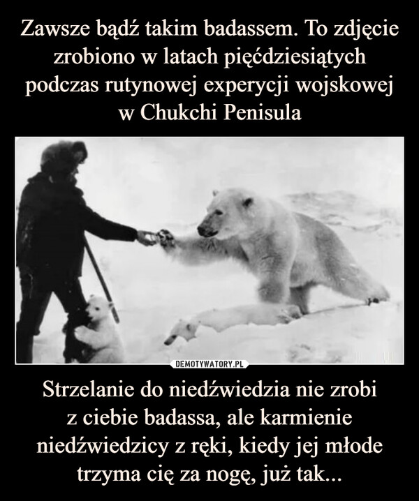 Strzelanie do niedźwiedzia nie zrobiz ciebie badassa, ale karmienie niedźwiedzicy z ręki, kiedy jej młode trzyma cię za nogę, już tak... –  