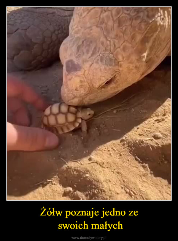 Żółw poznaje jedno ze swoich małych –  