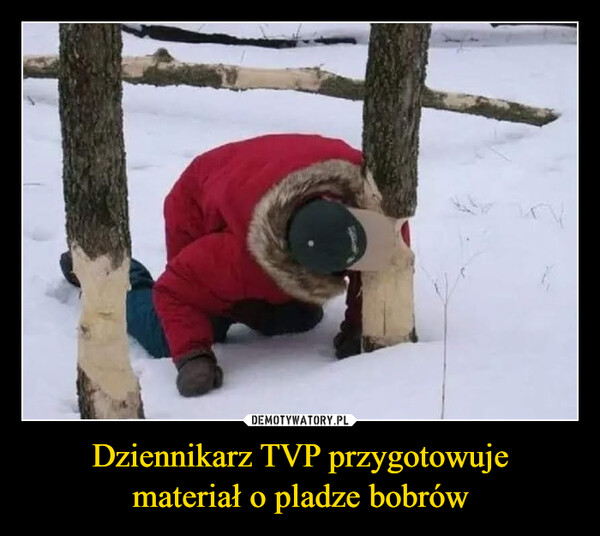Dziennikarz TVP przygotowujemateriał o pladze bobrów –  