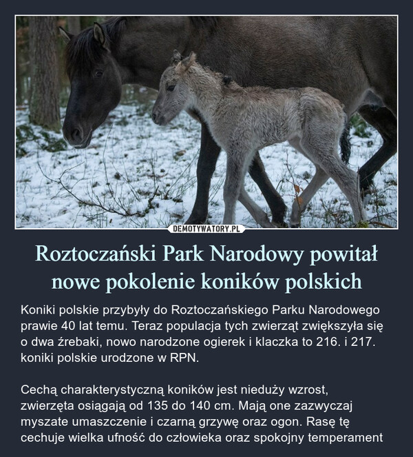 Roztoczański Park Narodowy powitał nowe pokolenie koników polskich