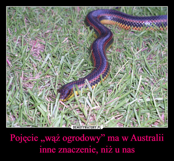 Pojęcie „wąż ogrodowy” ma w Australii inne znaczenie, niż u nas –  