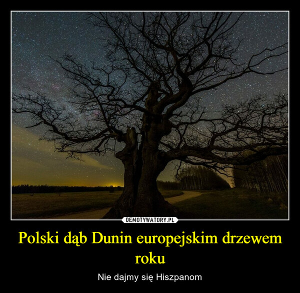 Polski dąb Dunin europejskim drzewem roku – Nie dajmy się Hiszpanom 