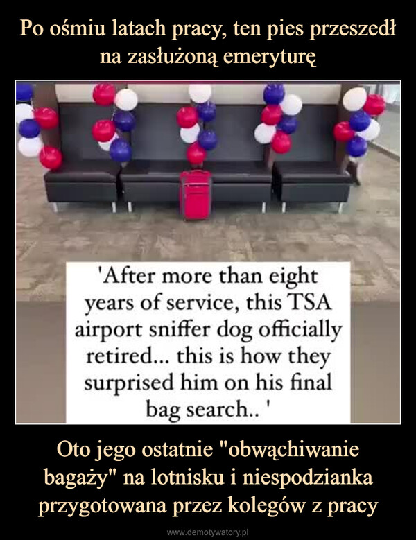 Oto jego ostatnie "obwąchiwanie bagaży" na lotnisku i niespodzianka przygotowana przez kolegów z pracy –  
