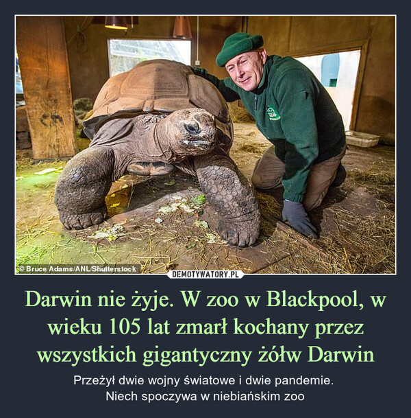 Darwin nie żyje. W zoo w Blackpool, w wieku 105 lat zmarł kochany przez wszystkich gigantyczny żółw Darwin – Przeżył dwie wojny światowe i dwie pandemie. Niech spoczywa w niebiańskim zoo 