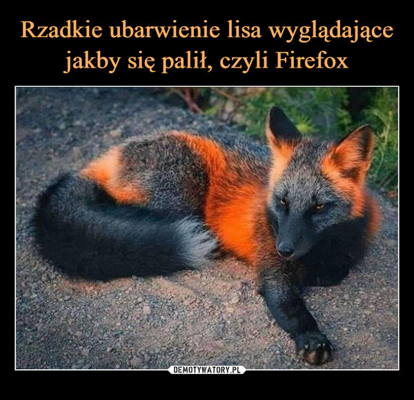 Rzadkie ubarwienie lisa wyglądające jakby się palił, czyli Firefox