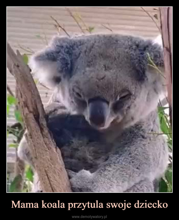 Mama koala przytula swoje dziecko –  