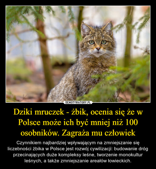 Dziki mruczek - żbik, ocenia się że w Polsce może ich być mniej niż 100 osobników. Zagraża mu człowiek