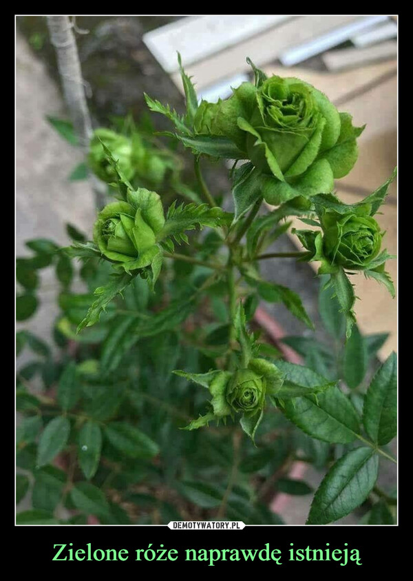 Zielone róże naprawdę istnieją –  
