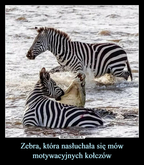 Zebra, która nasłuchała się mów motywacyjnych kołczów