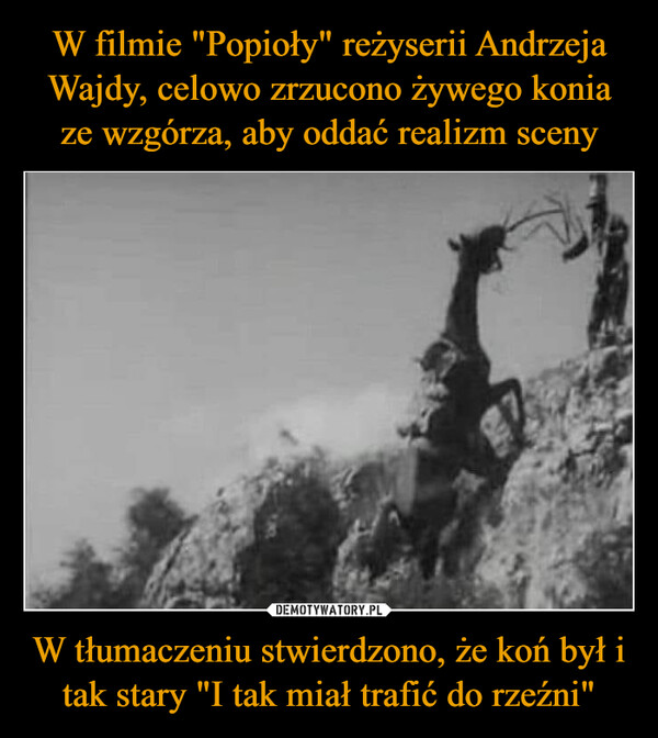 W filmie "Popioły" reżyserii Andrzeja Wajdy, celowo zrzucono żywego konia ze wzgórza, aby oddać realizm sceny W tłumaczeniu stwierdzono, że koń był i tak stary "I tak miał trafić do rzeźni"