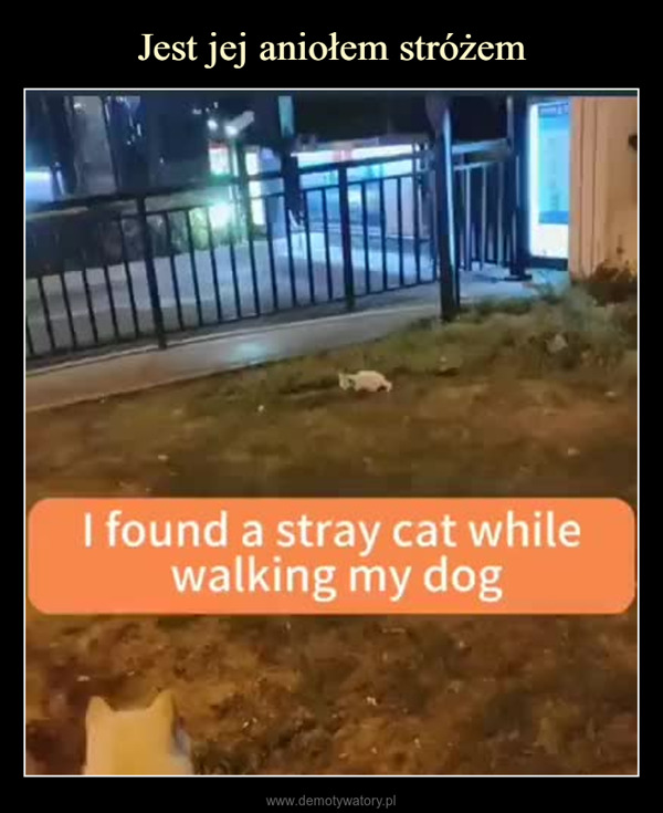  –  I found a stray cat whilewalking my dog