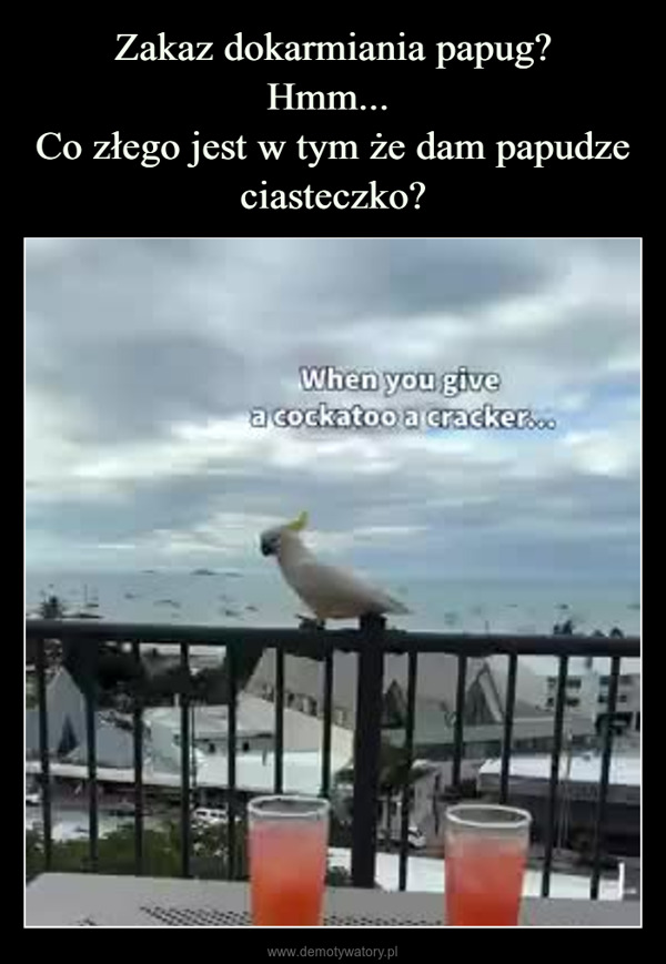  –  When you givea cockatoo a cracker....