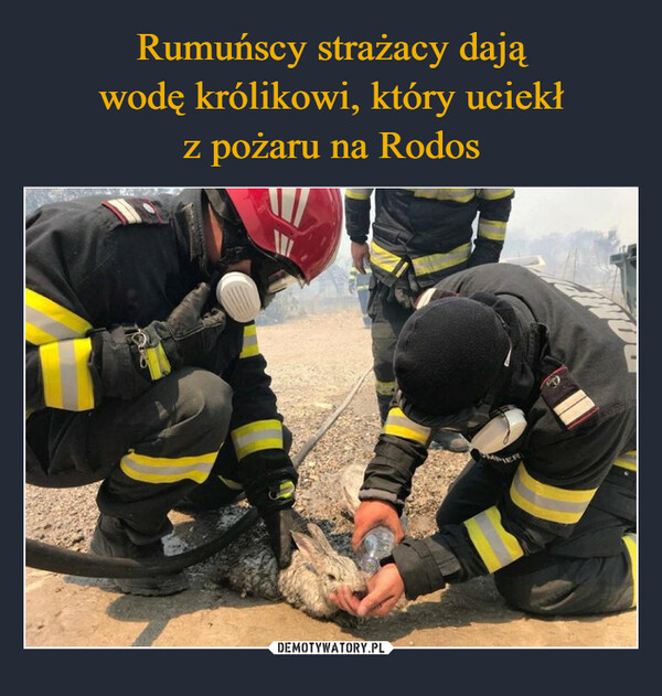 Rumuńscy strażacy dają
wodę królikowi, który uciekł
z pożaru na Rodos