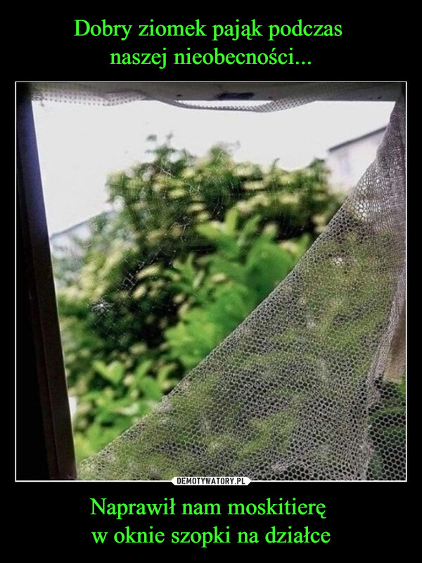 Dobry ziomek pająk podczas 
naszej nieobecności... Naprawił nam moskitierę 
w oknie szopki na działce
