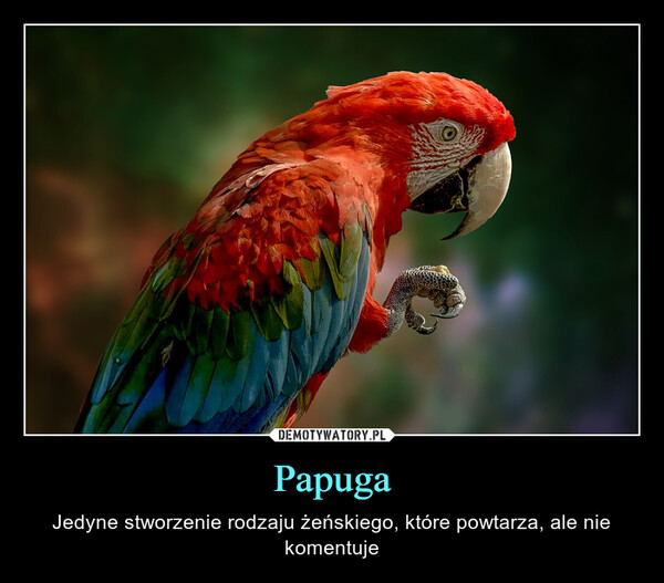 Papuga – Jedyne stworzenie rodzaju żeńskiego, które powtarza, ale nie komentuje 