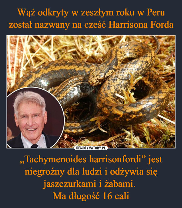 „Tachymenoides harrisonfordi” jest niegroźny dla ludzi i odżywia się jaszczurkami i żabami. Ma długość 16 cali –  