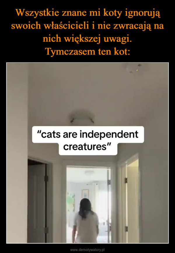  –  "cats are independentcreatures"