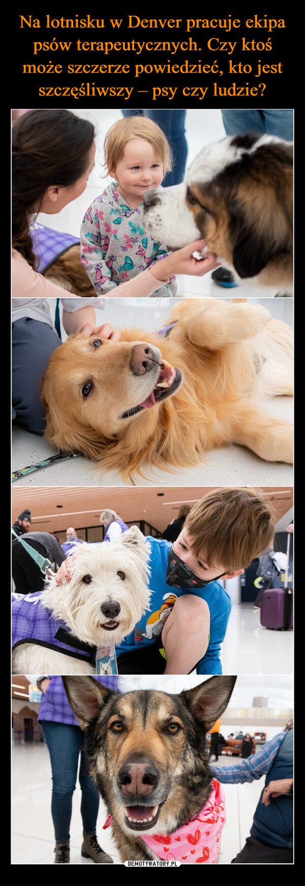 Na lotnisku w Denver pracuje ekipa psów terapeutycznych. Czy ktoś może szczerze powiedzieć, kto jest szczęśliwszy – psy czy ludzie?
