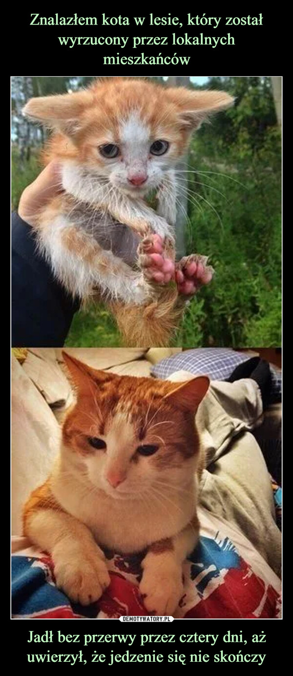 Znalazłem kota w lesie, który został wyrzucony przez lokalnych mieszkańców Jadł bez przerwy przez cztery dni, aż uwierzył, że jedzenie się nie skończy
