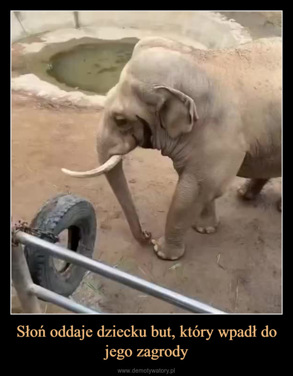 Słoń oddaje dziecku but, który wpadł do jego zagrody –  3