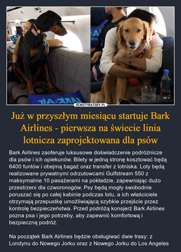 Już w przyszłym miesiącu startuje Bark Airlines - pierwsza na świecie linia lotnicza zaprojektowana dla psów