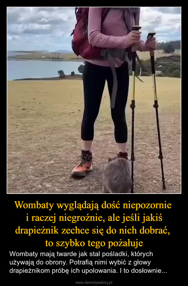 Wombaty wyglądają dość niepozornie i raczej niegroźnie, ale jeśli jakiś drapieżnik zechce się do nich dobrać, to szybko tego pożałuje – Wombaty mają twarde jak stal pośladki, których używają do obrony. Potrafią nimi wybić z głowy drapieżnikom próbę ich upolowania. I to dosłownie... 