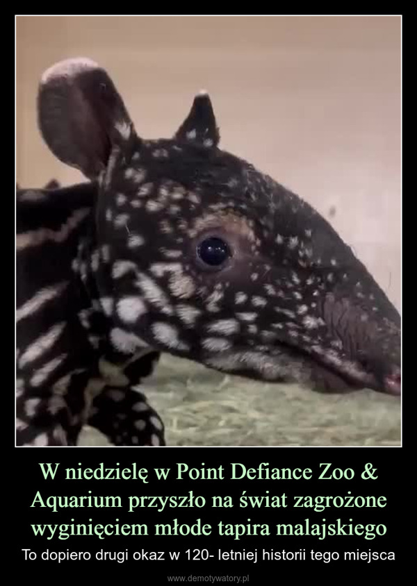 W niedzielę w Point Defiance Zoo & Aquarium przyszło na świat zagrożone wyginięciem młode tapira malajskiego – To dopiero drugi okaz w 120- letniej historii tego miejsca 