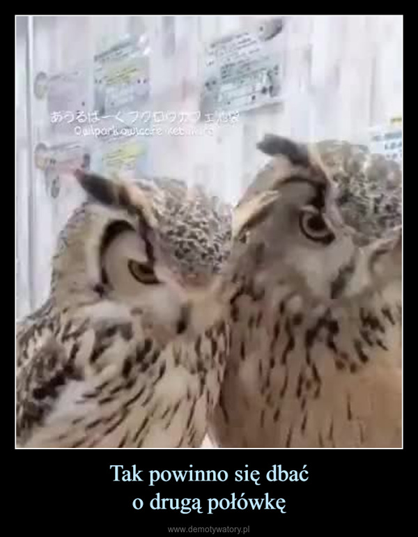 Tak powinno się dbaćo drugą połówkę –  あうるぱーくフクロウカフェ池Qallparkowiccre kebakar