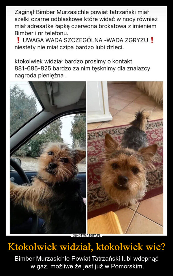 Ktokolwiek widział, ktokolwiek wie? – Bimber Murzasichle Powiat Tatrzański lubi wdepnąć w gaz, możliwe że jest już w Pomorskim. Zaginął Bimber Murzasichle powiat tatrzański miałszelki czarne odblaskowe które widać w nocy równieżmiał adresatke łapkę czerwona brokatowa z imieniemBimber i nr telefonu.! UWAGA WADA SZCZEGÓLNA -WADA ZGRYZU !niestety nie miał czipa bardzo lubi dzieci.ktokolwiek widział bardzo prosimy o kontakt881-685-825 bardzo za nim tęsknimy dla znalazcynagroda pieniężna.
