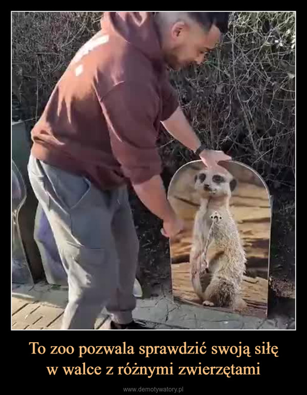 To zoo pozwala sprawdzić swoją siłęw walce z różnymi zwierzętami –  