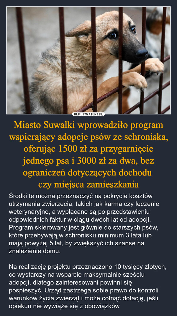 Miasto Suwałki wprowadziło program wspierający adopcje psów ze schroniska, oferując 1500 zł za przygarnięcie jednego psa i 3000 zł za dwa, bez ograniczeń dotyczących dochodu czy miejsca zamieszkania – Środki te można przeznaczyć na pokrycie kosztów utrzymania zwierzęcia, takich jak karma czy leczenie weterynaryjne, a wypłacane są po przedstawieniu odpowiednich faktur w ciągu dwóch lat od adopcji. Program skierowany jest głównie do starszych psów, które przebywają w schronisku minimum 3 lata lub mają powyżej 5 lat, by zwiększyć ich szanse na znalezienie domu. Na realizację projektu przeznaczono 10 tysięcy złotych, co wystarczy na wsparcie maksymalnie sześciu adopcji, dlatego zainteresowani powinni się pospieszyć. Urząd zastrzega sobie prawo do kontroli warunków życia zwierząt i może cofnąć dotację, jeśli opiekun nie wywiąże się z obowiązków 