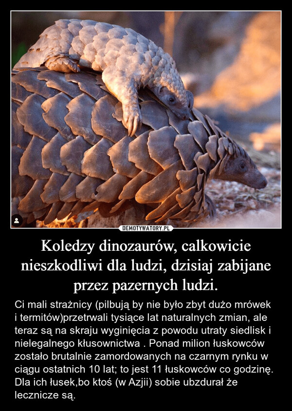 Koledzy dinozaurów, calkowicie nieszkodliwi dla ludzi, dzisiaj zabijane przez pazernych ludzi. – Ci mali strażnicy (pilbują by nie było zbyt dużo mrówek i termitów)przetrwali tysiące lat naturalnych zmian, ale teraz są na skraju wyginięcia z powodu utraty siedlisk i nielegalnego kłusownictwa . Ponad milion łuskowców zostało brutalnie zamordowanych na czarnym rynku w ciągu ostatnich 10 lat; to jest 11 łuskowców co godzinę. Dla ich łusek,bo ktoś (w Azjii) sobie ubzdurał że lecznicze są. 