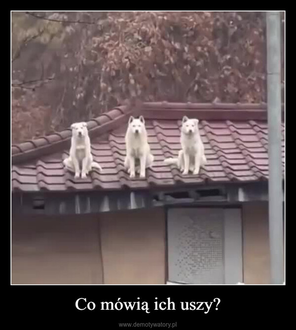 Co mówią ich uszy? –  000A